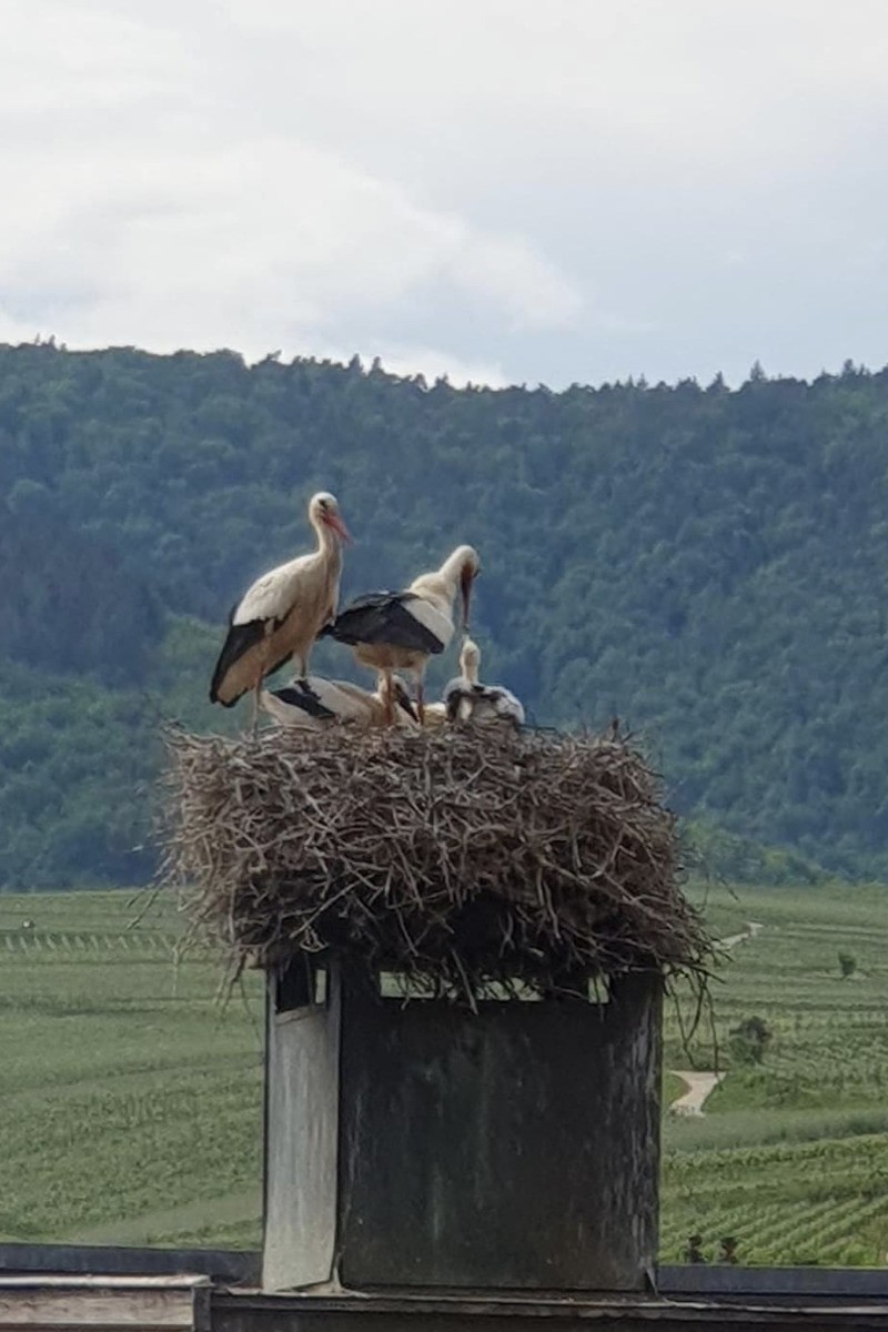 Vue depuis l'appartement