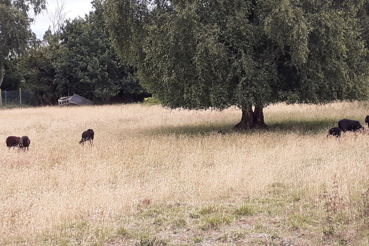 Le champ des moutons (derrière la maison)