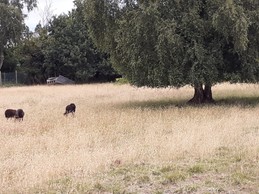 Le champ des moutons (derrière la maison)