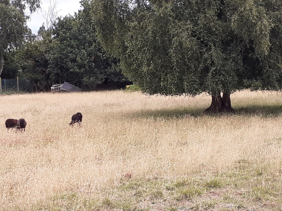 Le champ des moutons (derrière la maison)