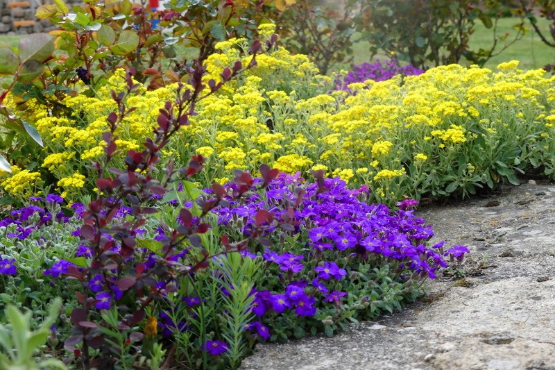 parterre de fleurs  en Mai
