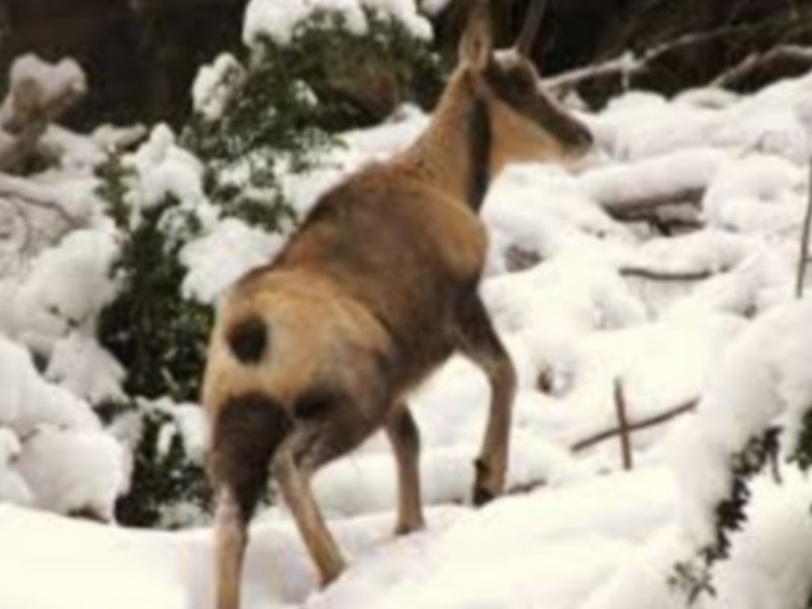 isard