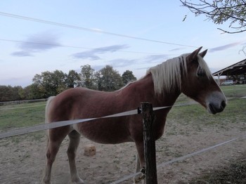 Ferme Passion - Ferme équestre