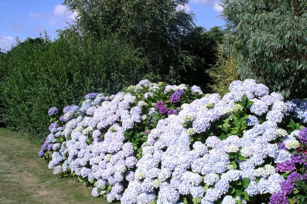 Hortensias