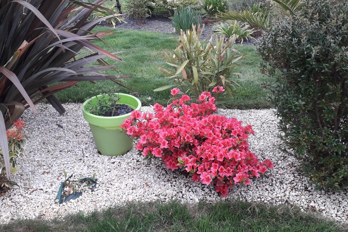 Azalée en fleur près de la terrasse