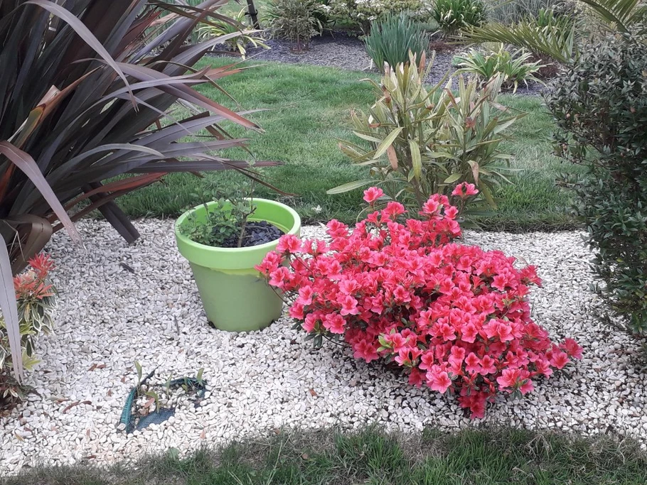 Azalée en fleur près de la terrasse