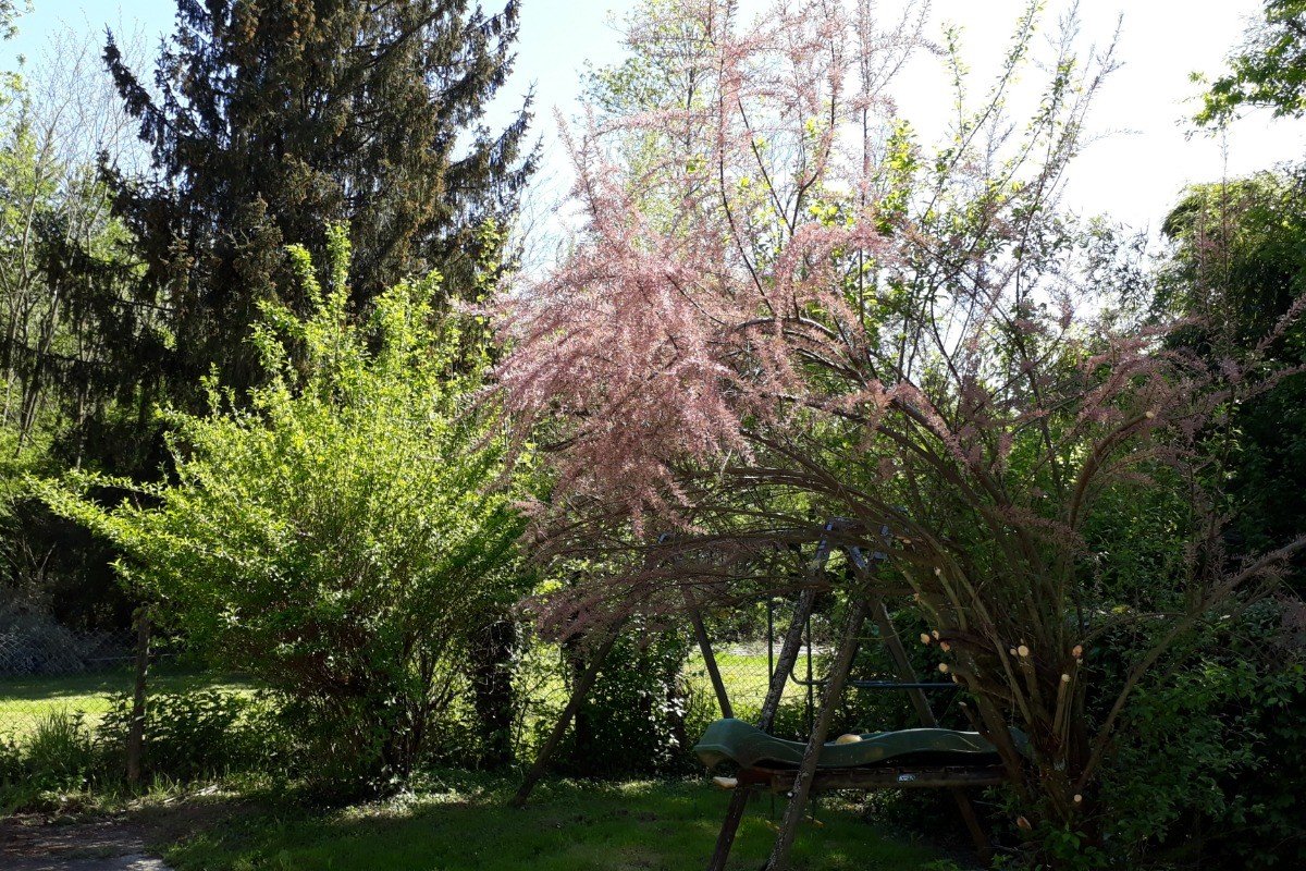 Gîte le Bois de L'étang - côté jardin