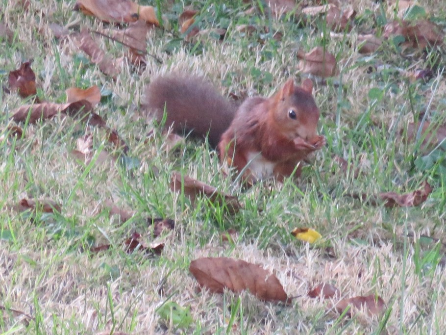 écureuil sous le noyer