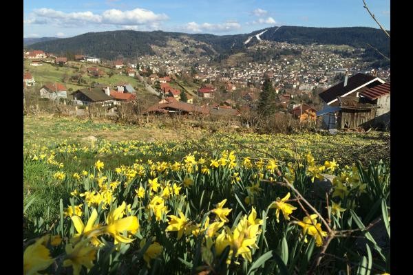 Jonquilles du printemps