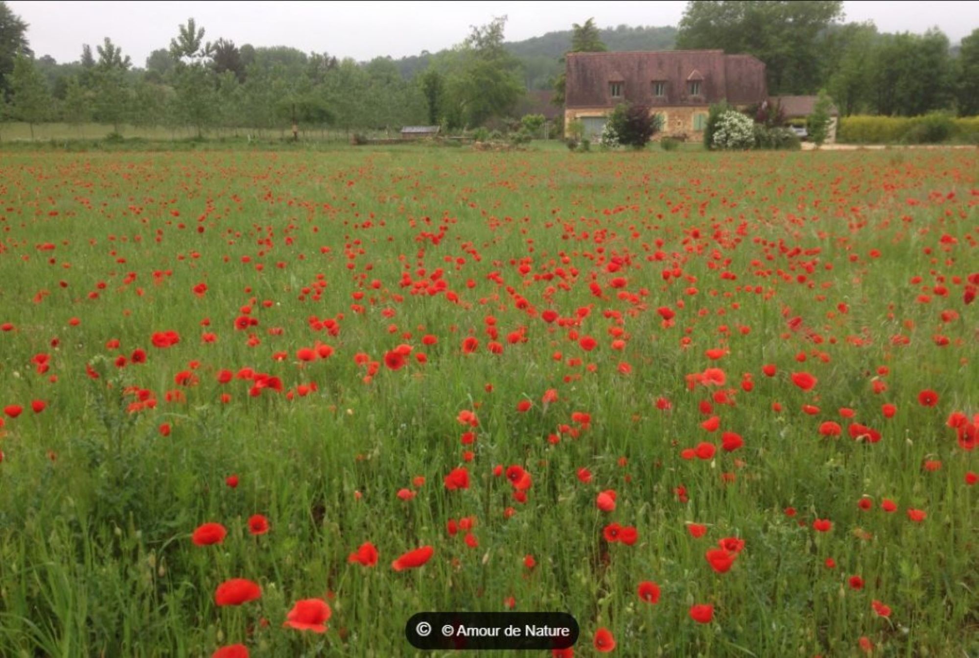champs de coquelicots devant le gîte