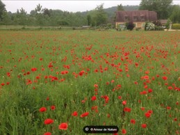 champs de coquelicots devant le gîte