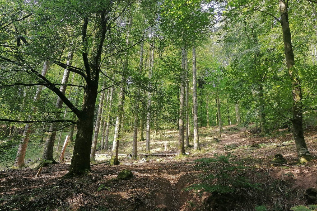 Notre belle forêt au Printemps