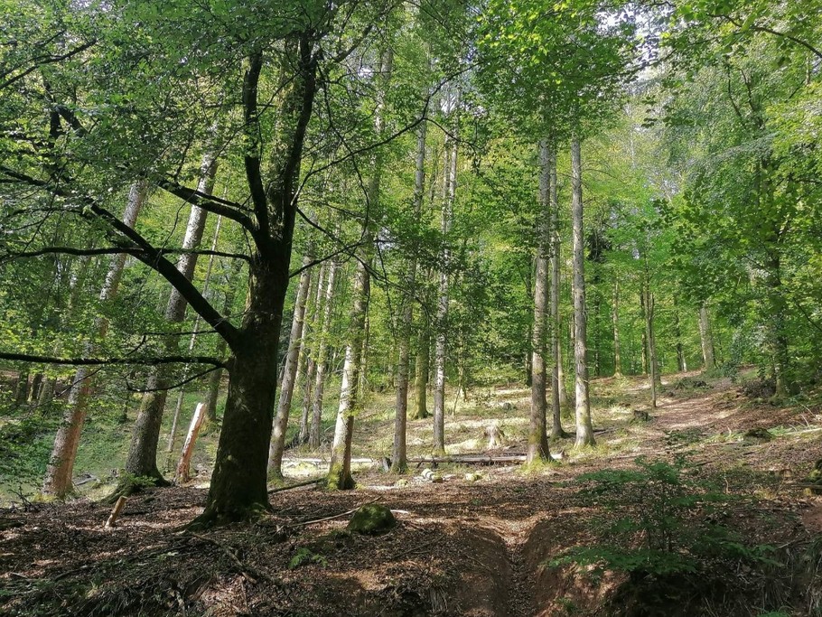 Notre belle forêt au Printemps