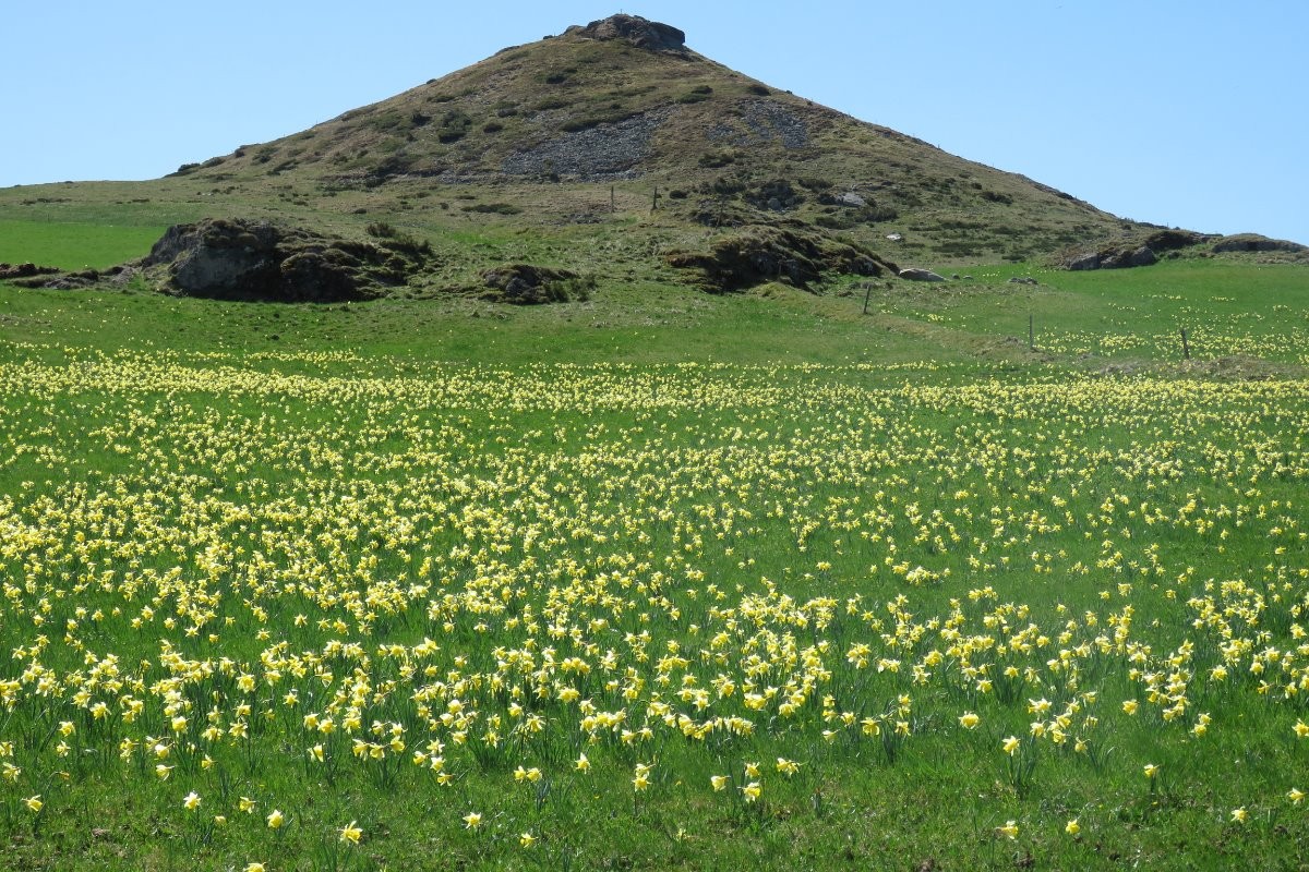 Les jonquilles sauvages sur le plateau du Mézenc en avril