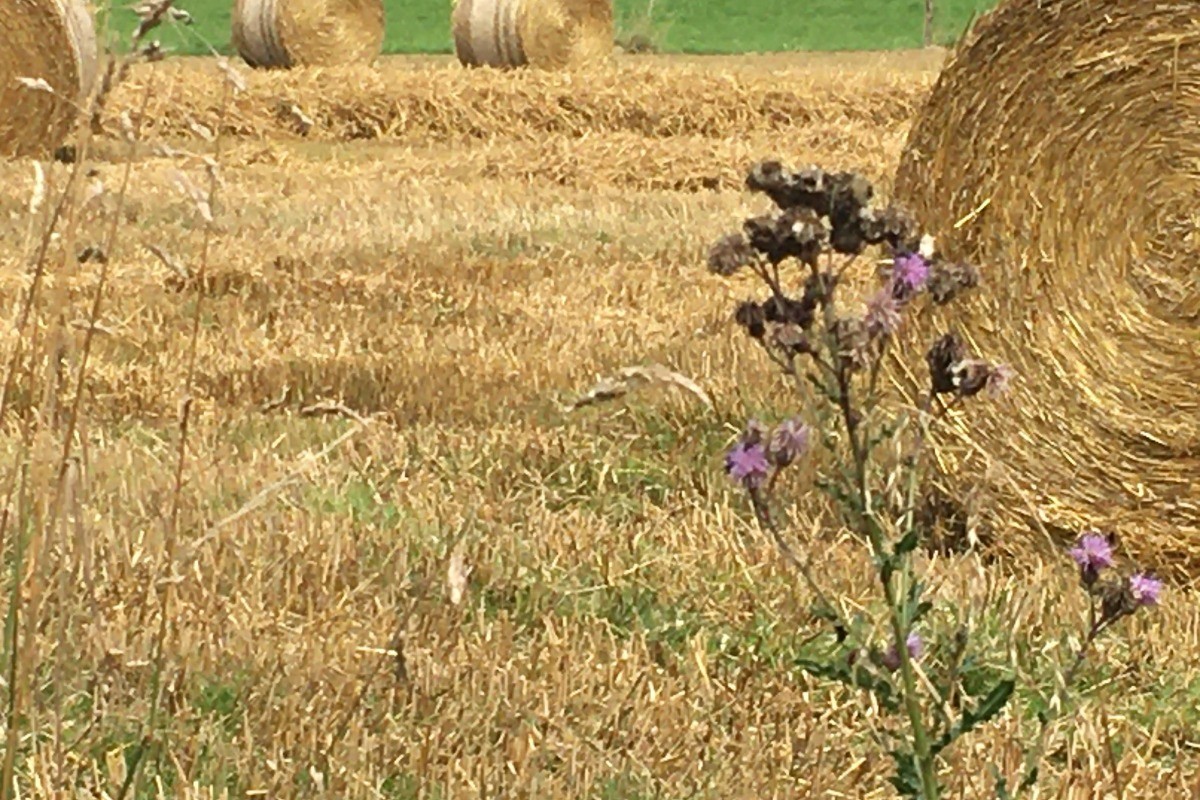 The fields