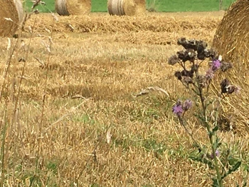 The fields
