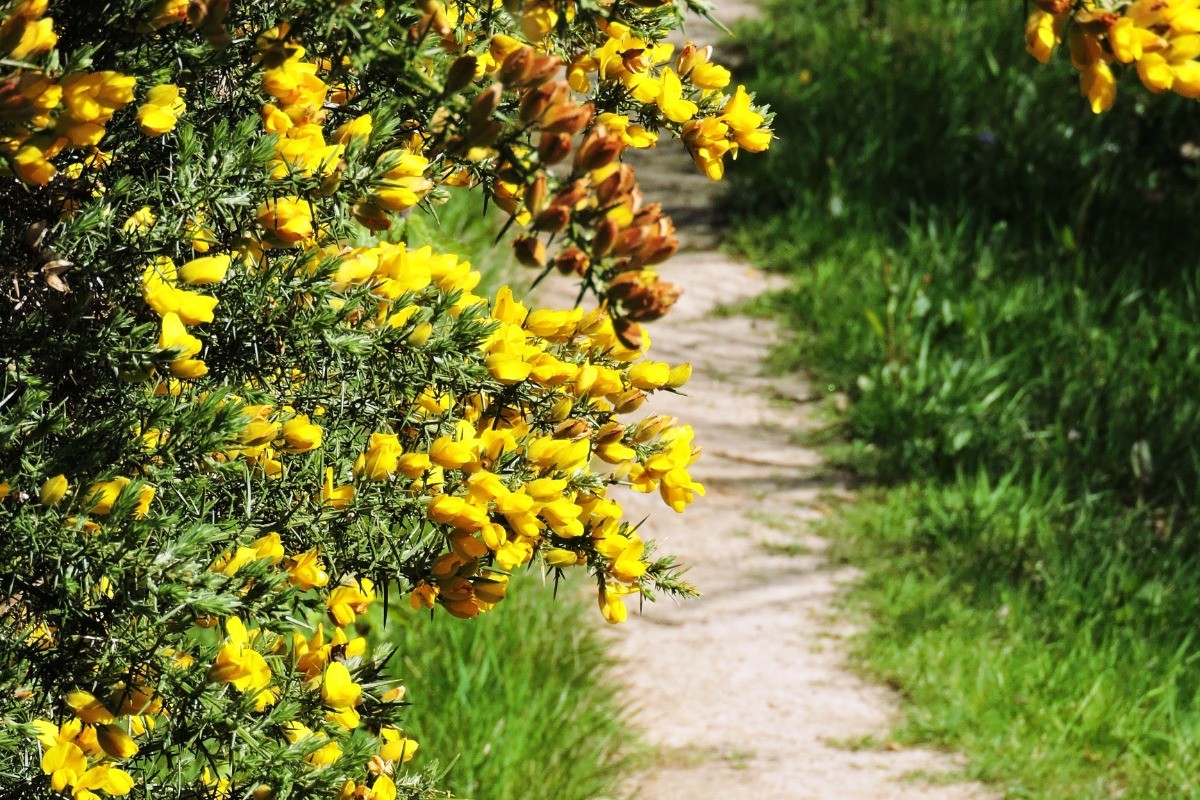 Sentier de randonnée au bord du lac