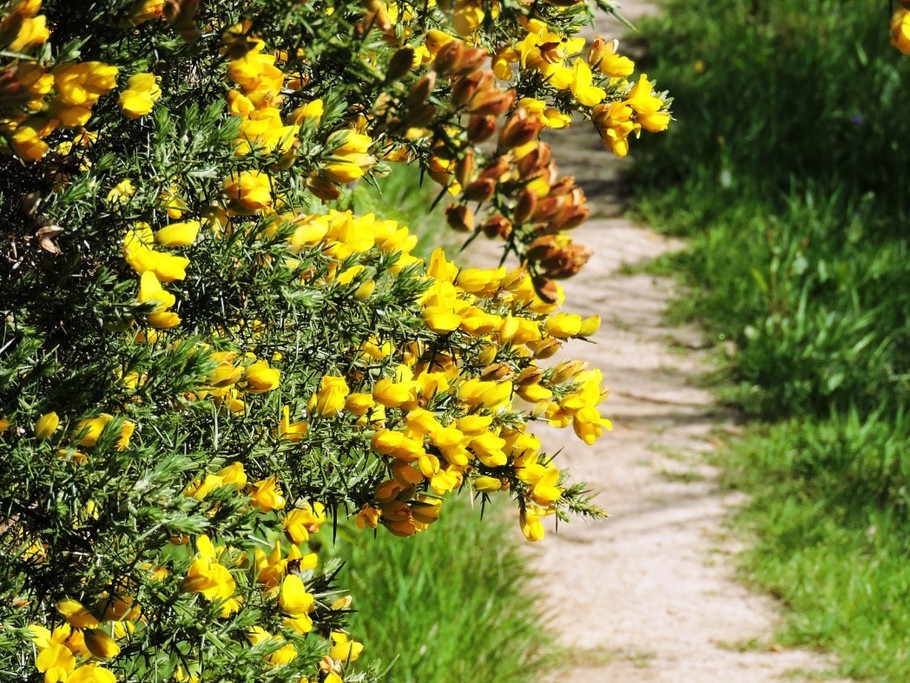 Sentier de randonnée au bord du lac