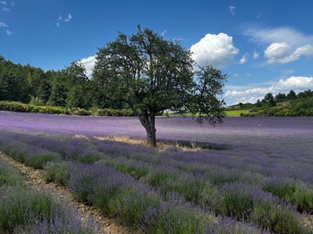 champ de lavande en Vaucluse