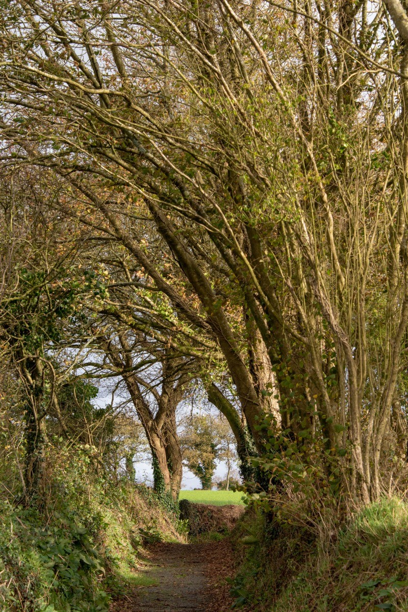 sentier de randonnée derrière le domaine