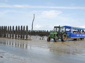 Train marin à Cherrueix, pour visiter les parcs à moules de bouchot de la Baie du Mont Saint-Michel
