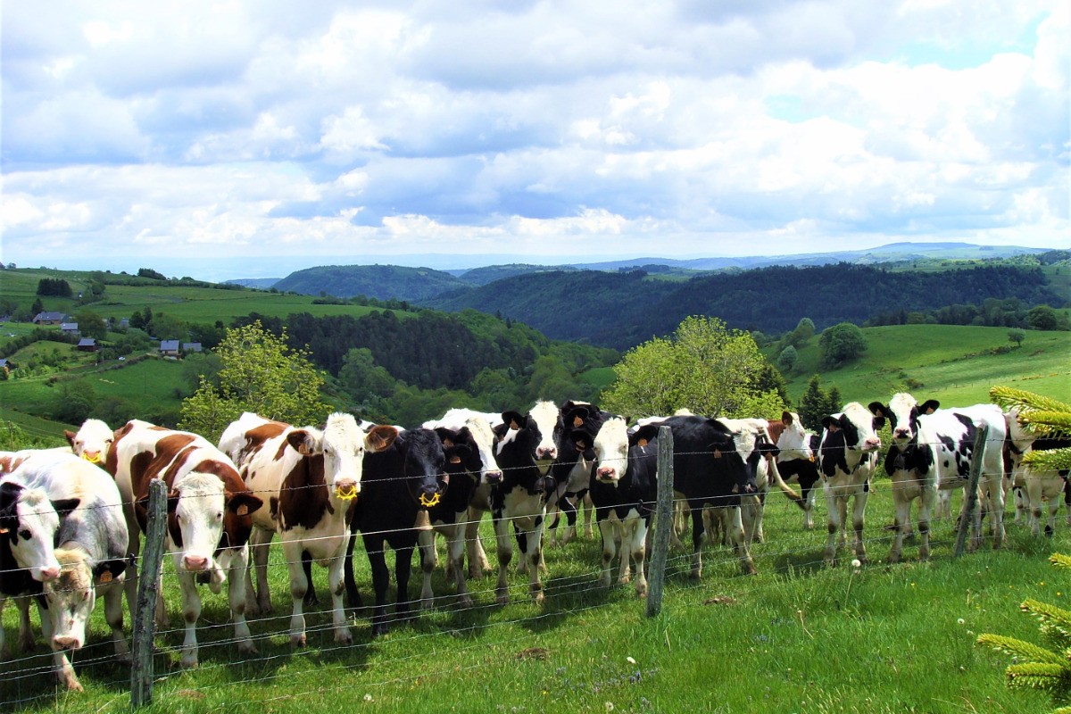Voisines du gîte