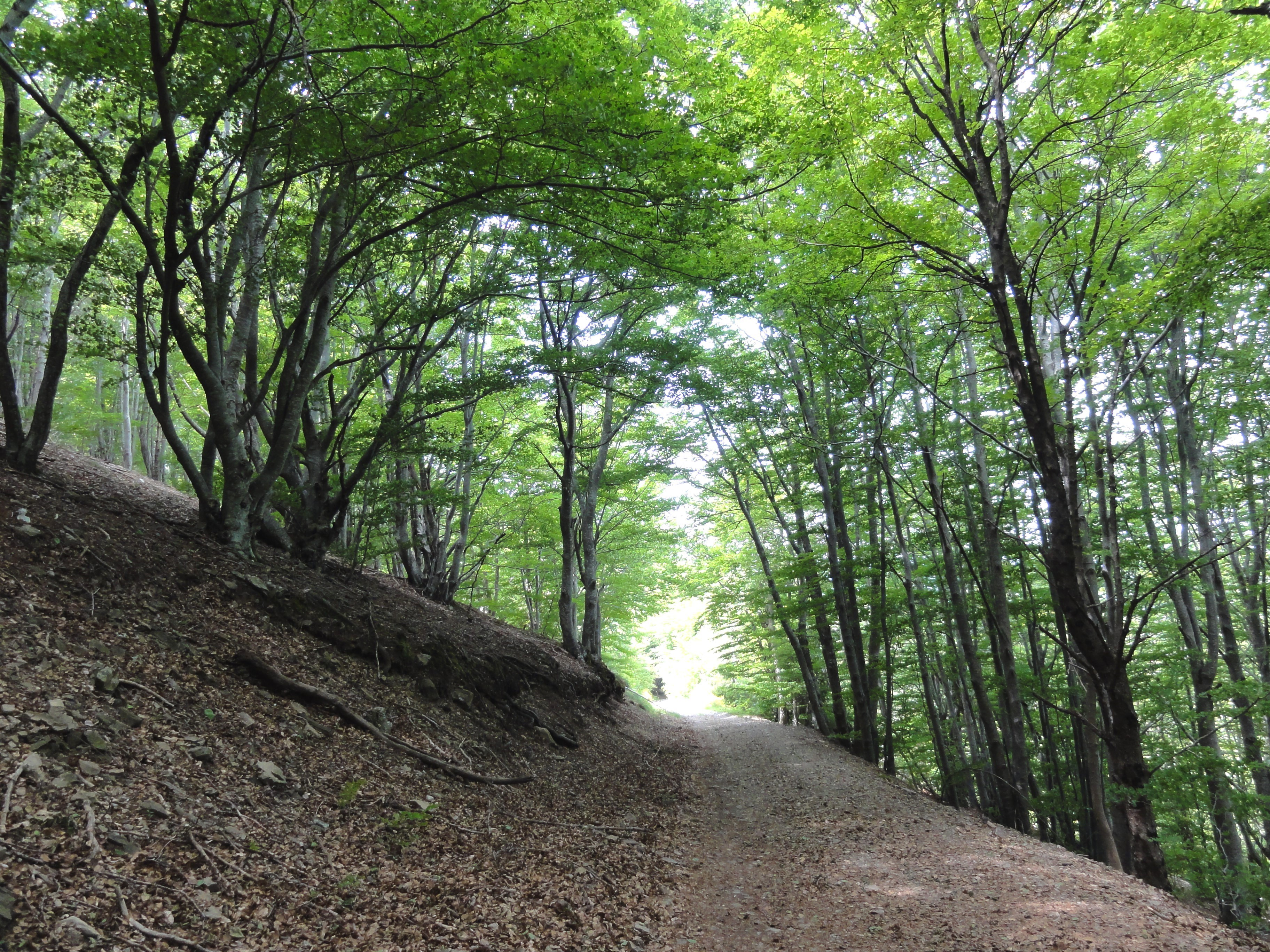 2025 Gite_Foret col Asclier