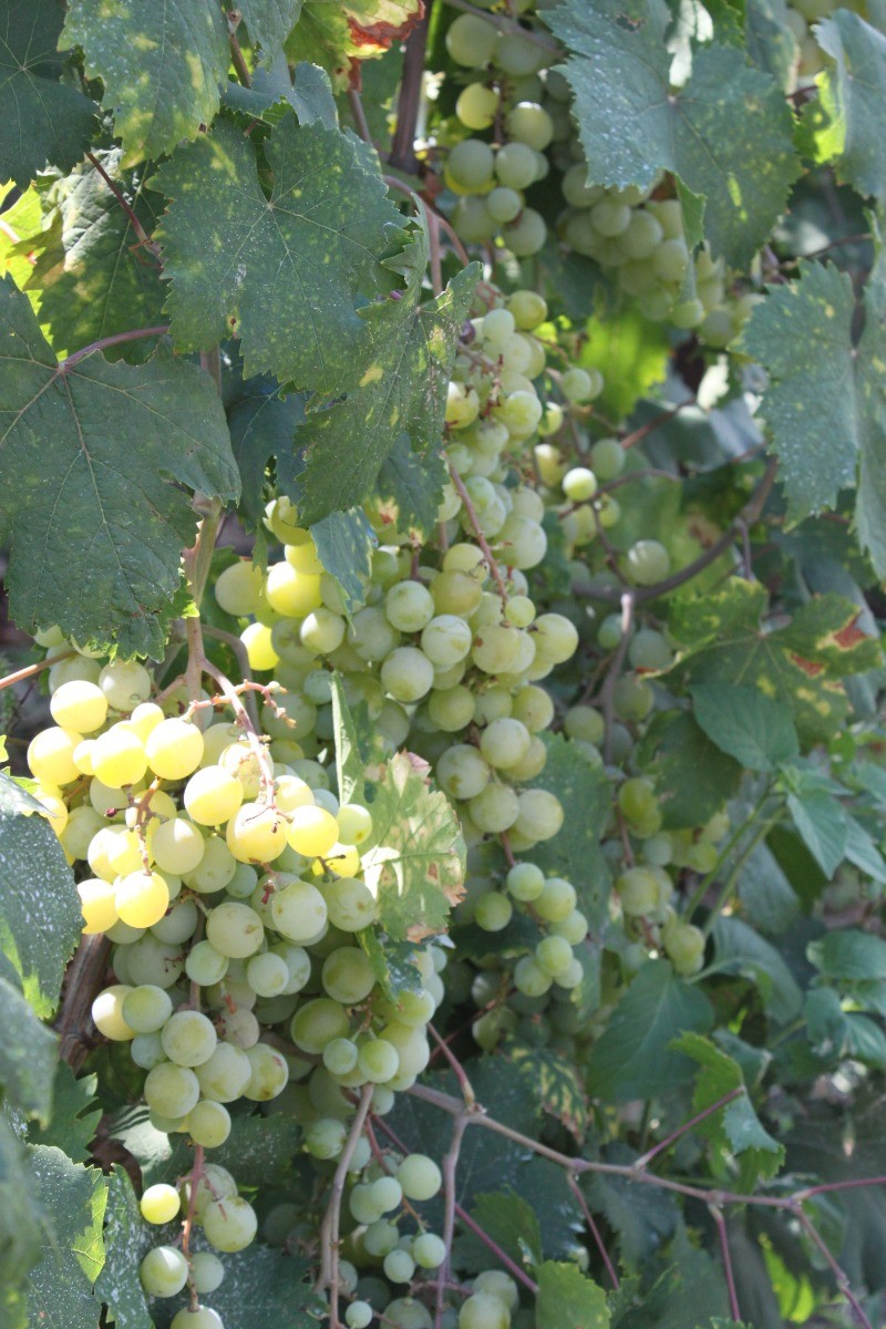 Notre raisin muscat