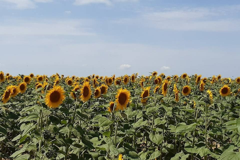 Gite Samaret - Lagardère - Gers - Tournesol