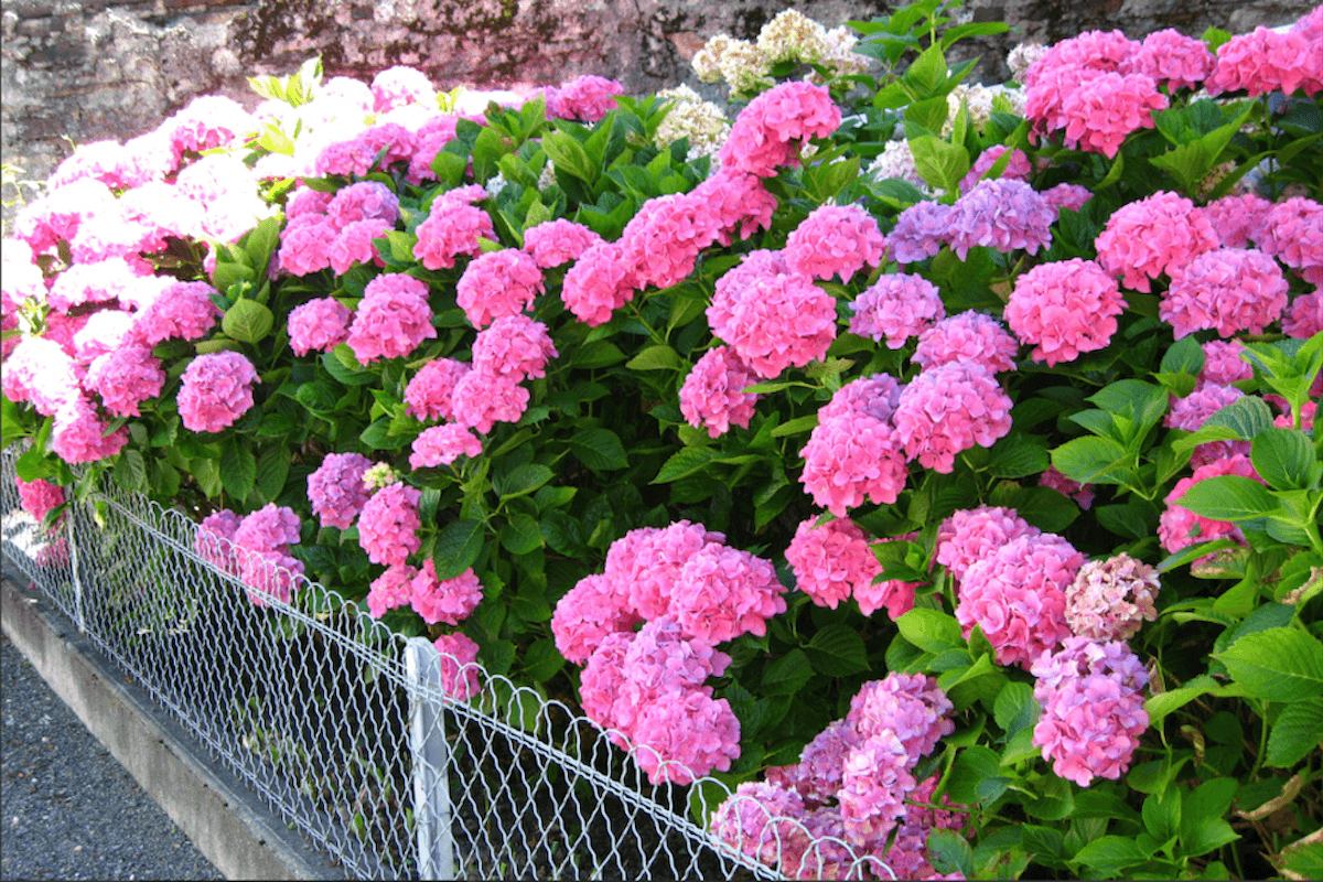 La Coolitude c'est des fleurs, toujours des fleurs...