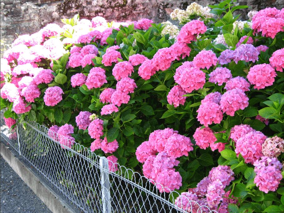 La Coolitude c'est des fleurs, toujours des fleurs...