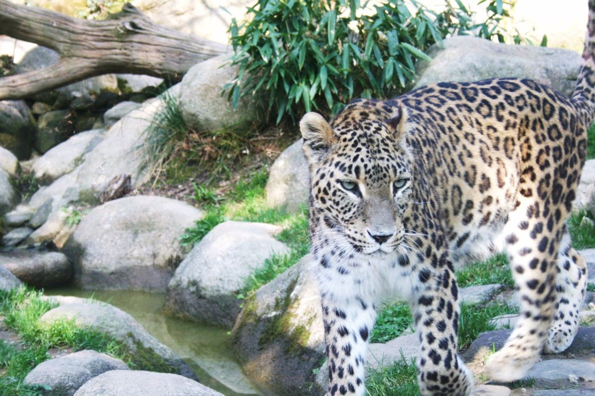 Zoo de Champrépus