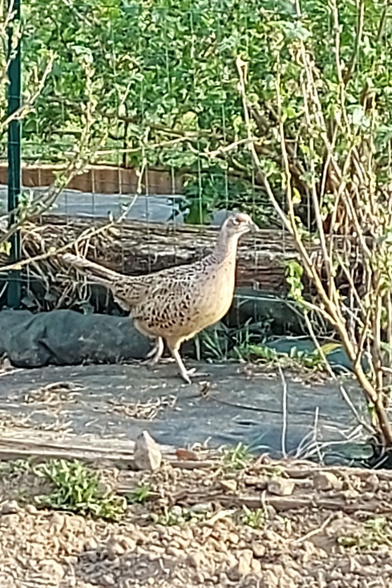 Last spring, this pheasant wanted to help with the gardening.