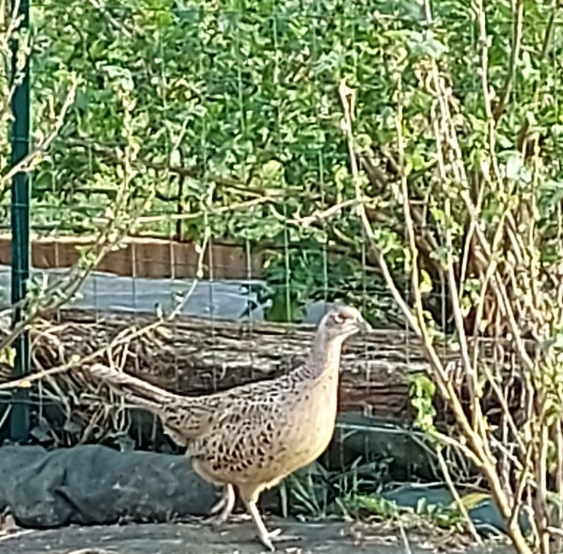 Last spring, this pheasant wanted to help with the gardening.