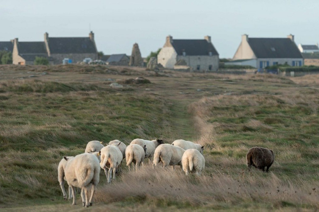 Ile de Ouessant