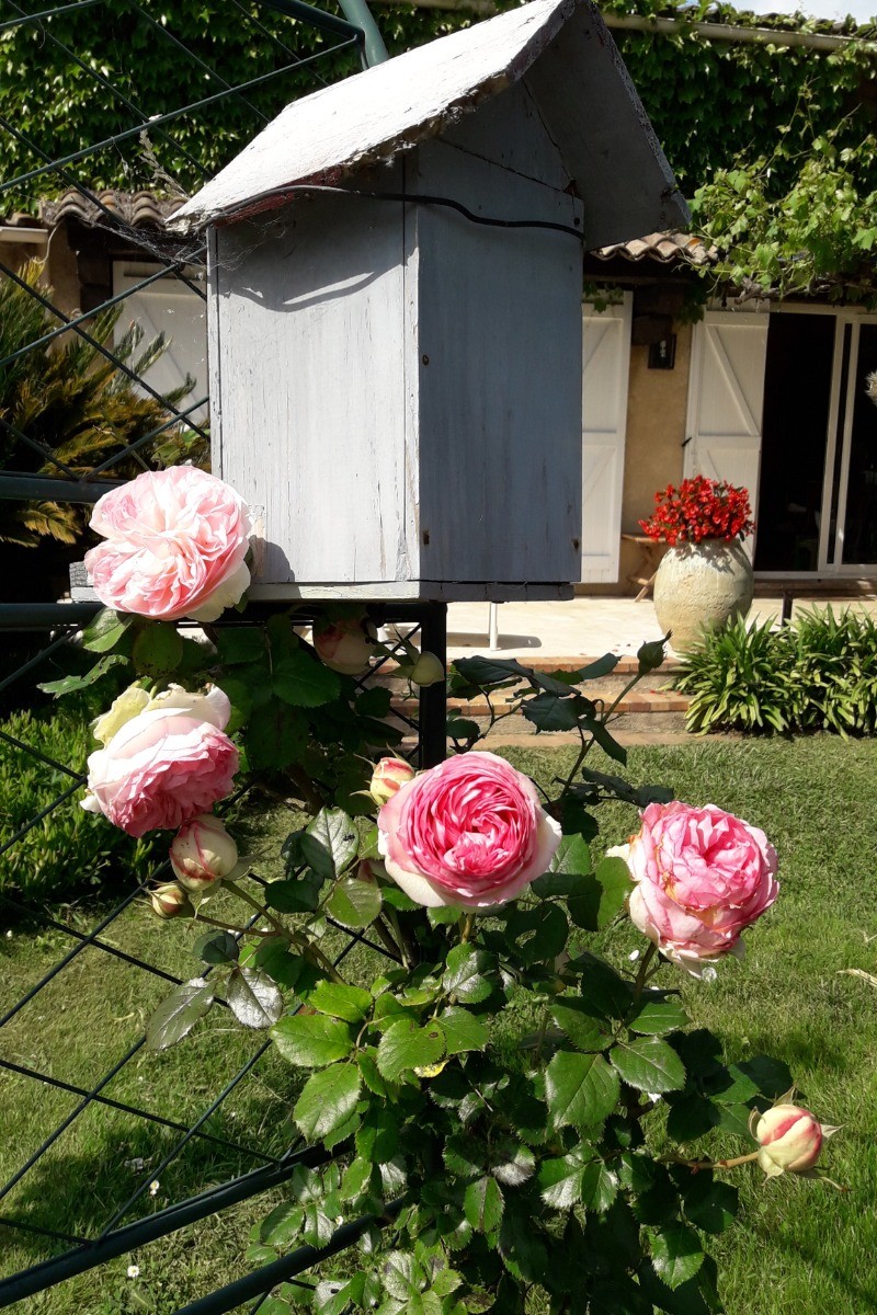 Roses de printemps