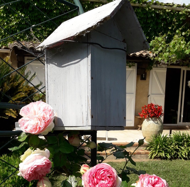 Roses de printemps