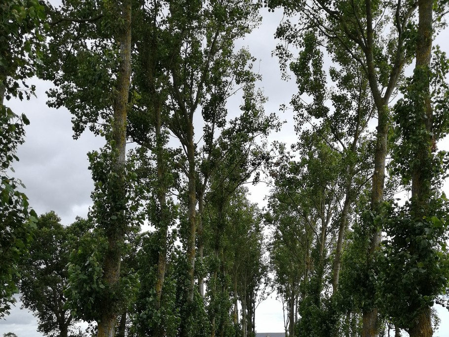 Allée D'accès du Gîte