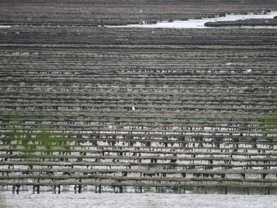 Parcs à huitres à St Vaast