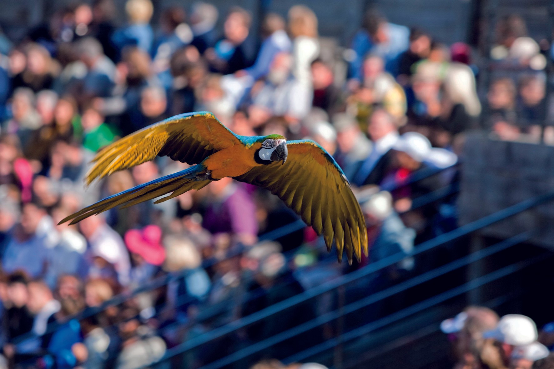Le spectacle du parc des Oiseaux.