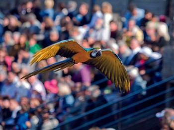 Le spectacle du parc des Oiseaux.
