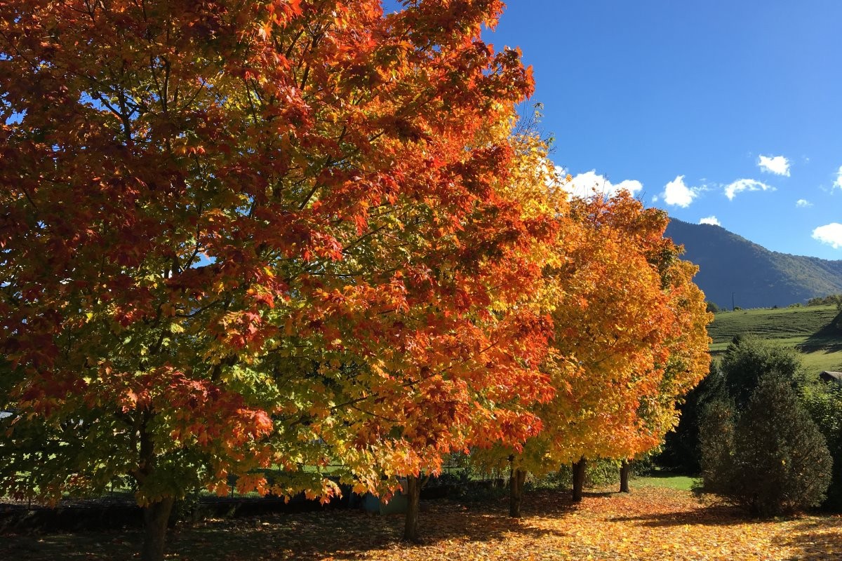 Nos érables à sucre ont pris une couleur automnale !