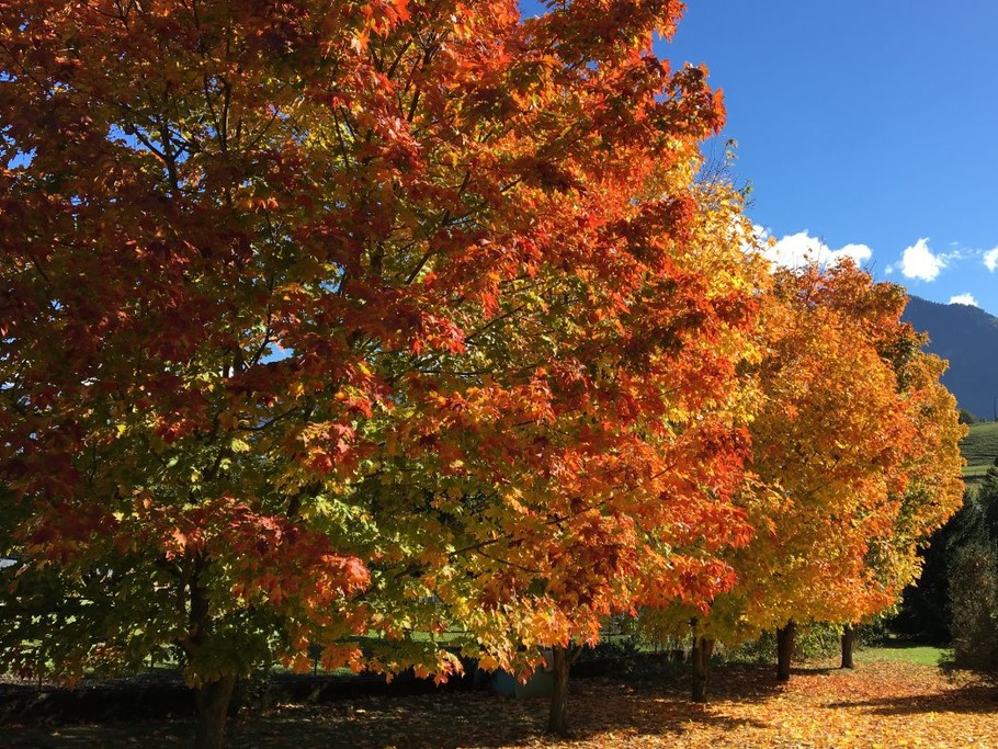 Nos érables à sucre ont pris une couleur automnale !