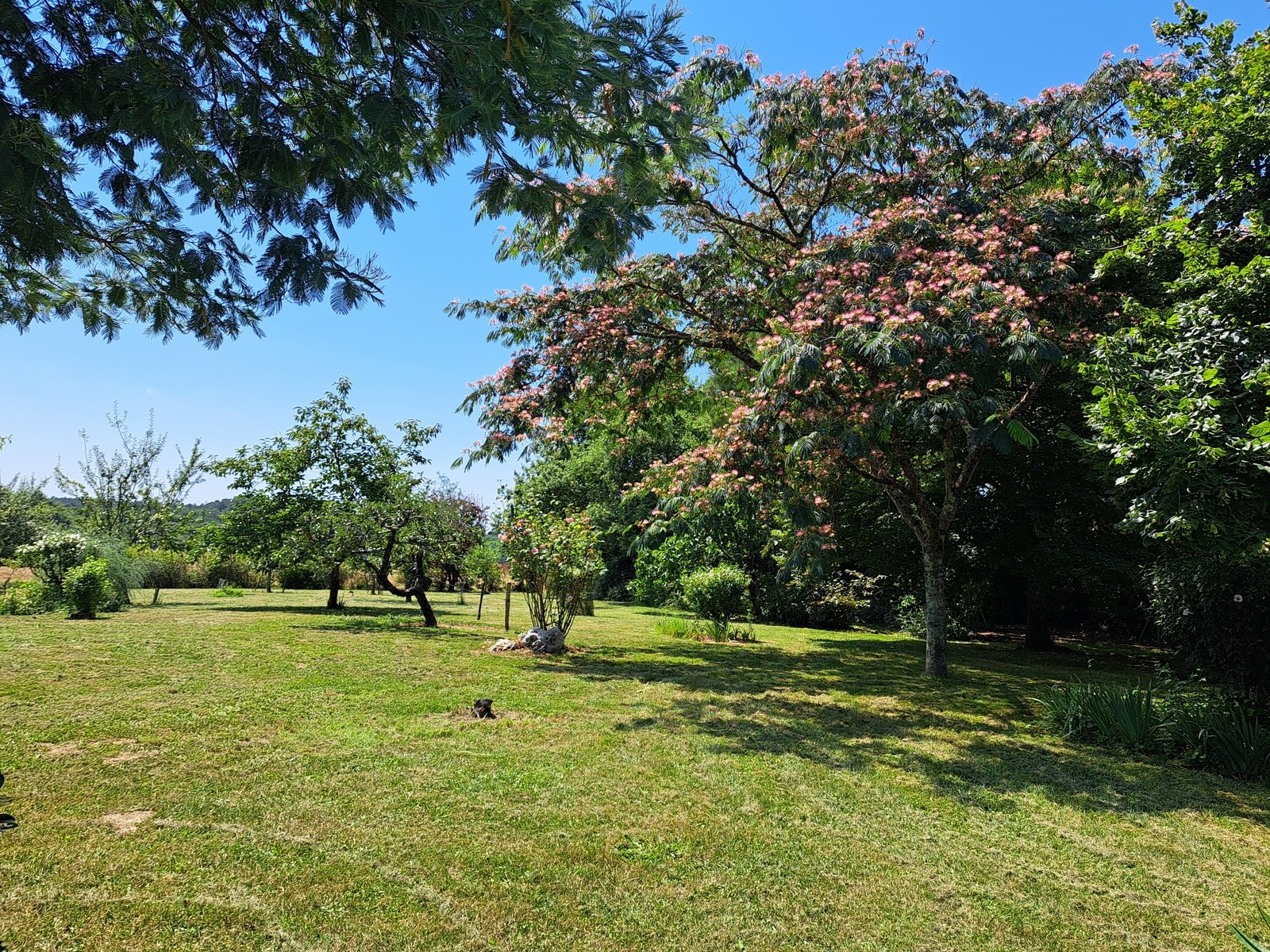 Jardin en été