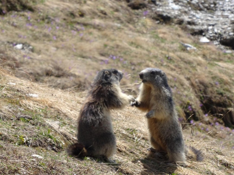 Les Marmottes