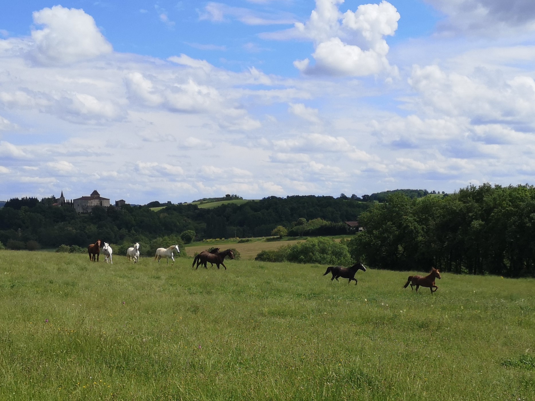 Les chevaux de selle