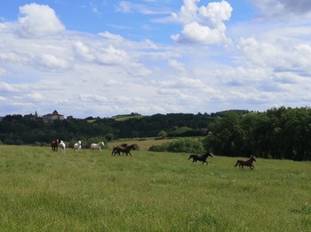 Les chevaux de selle