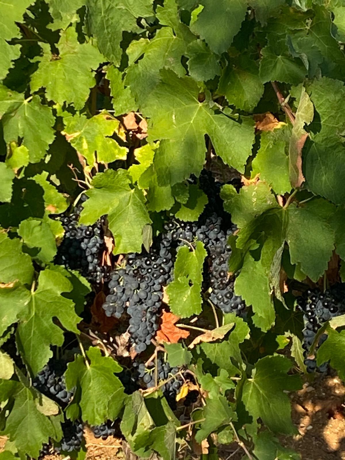 Gîte cosy à Pailhès – Clim, WiFi et escapades entre mer et vignes