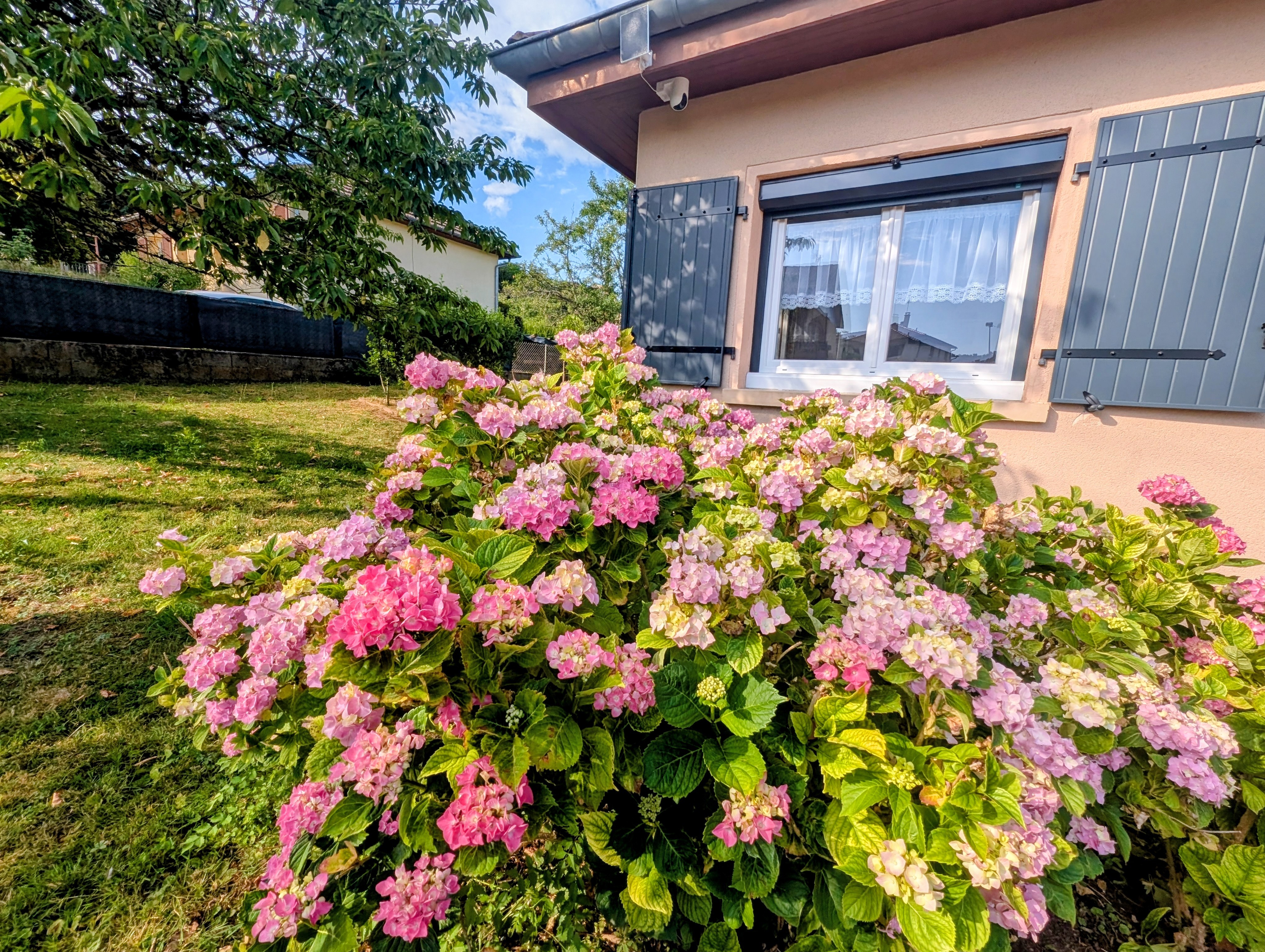 Les hortensias prêts à vous accueillir tout l'été !