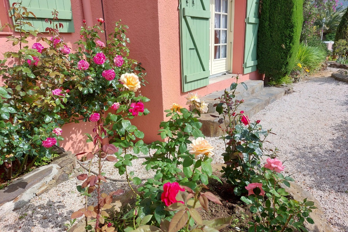 Massif de roses